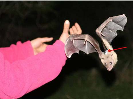 An Egyption fruit bat is released with a tiny GPS device on its back